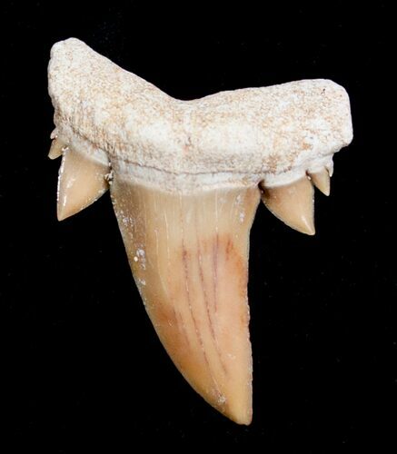 Unusual Serratolamna Fossil Shark Tooth #4171